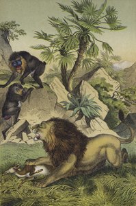 Animals and plants of the mountain forests of coastal West Africa by European School