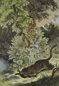 Animals of Guiana