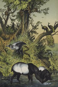 Animals of Malacca and Sumatra by European School