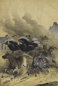 Animals of Southern Africa by European School