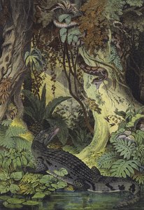 Animals of the Amazon Jungles of Brazil