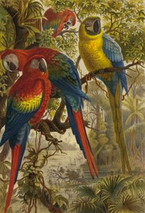 Macaws by European School