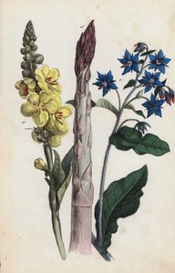 Asparagus and Flowers by European School