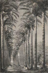 Avenue of Palms in the Botanical Garden of Rio de Janeiro