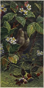 Birds in a Blackberry Bush by European School
