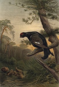 Black Grouse by European School