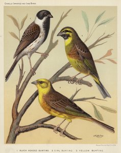 Black Headed Bunting, Cirl Bunting, Yellow Bunting by European School