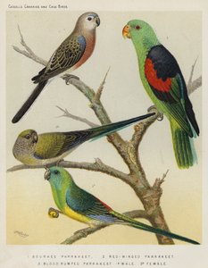 Bourkes Parrakeet, Red-Winged Parrakeet, Blood Rumped Parrakeet, Male, Female by European School