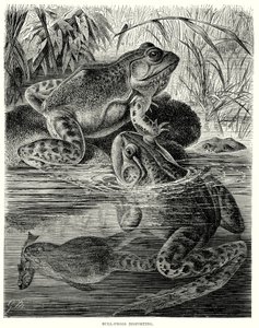 Bull Frogs Disporting by European School