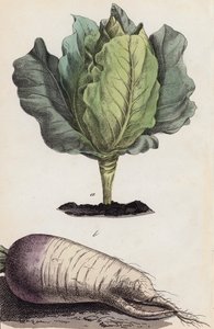 Cabbage and Root Vegetable by European School