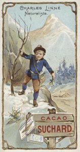 Carl Linnaeus, Swedish botanist and zoologist, as a child by European School