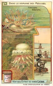Cassiopeia and Stephalia by European School