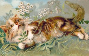 Cat Postcard