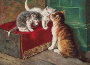 Cat Postcard