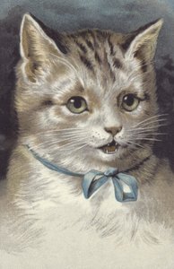 Cat with a Blue Collar by European School