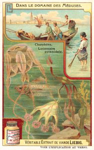Charybdis and Pyramidal Lucernia by European School