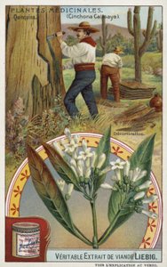 Cinchona: Removing Bark by European School