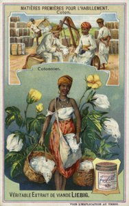 Cotton: Cotton Picker by European School