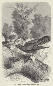 Cuckoo killing Golden-crested Wrens by European School