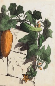 Cucumber Plant