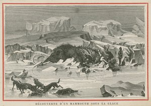 Discovery of a woolly mammoth beneath the ice by European School
