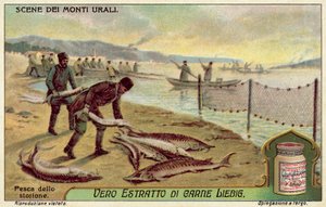 Fishing for sturgeon