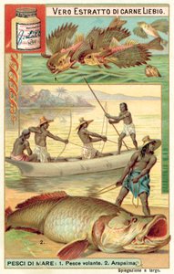Flying Fish and Arapaima