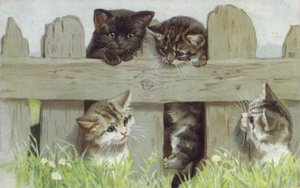 Four Kittens by a Fence