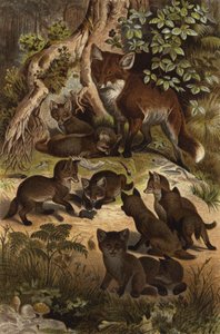 Fox by European School