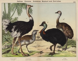 Gallinae, Cursores, Grallatores, Bustard and Ostriches by European School