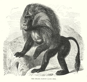 Gelada Baboon by European School