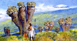Giant Groundsel, Kilimanjaro, Africa by European School