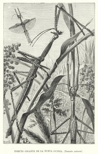 Giant insect of New Guinea by European School