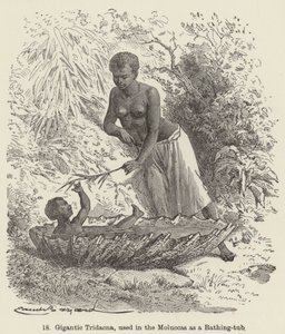 Gigantic Tridacna, used in the Moluccas as a Bathing-tub by European School