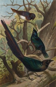 Glossy Starlings by European School