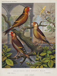 Goldfinch and Canary Mule, Dark Mealy, Cinnamon, Dark Jonque by European School