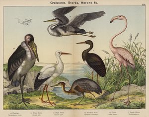 Grallatores, Storks, Herons by European School