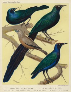 Green Glossy Starling, Malabar Mynah, Purple-Headed Glossy Starling, Long Tailed Glossy Starling by European School