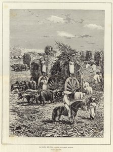 Harvest in Cuba