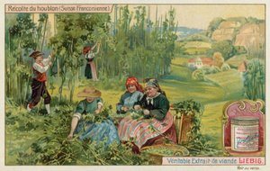Harvesting Hops in French Switzerland by European School
