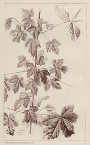 Hedge Maple by European School