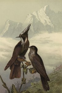 Helmeted Hummingbird by European School