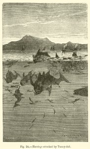 Herrings attacked by Tunny-fish by European School