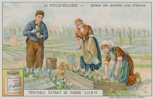 Hyacinth Crop Near Haarlem by European School