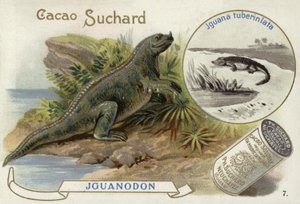 Iguanodon and Iguana Tuberinlata by European School