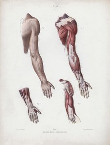 Illustration for The Anatomy of the External Forms of Man: Male arm and hands