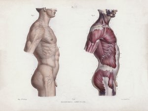 Illustration for The Anatomy of the External Forms of Man: Male torso, side view by European School