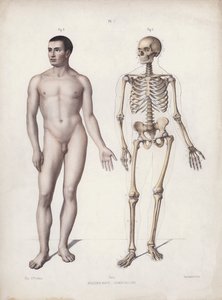Illustration for The Anatomy of the External Forms of Man: Man standing