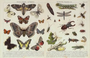 Insects and other invertebrates by European School
