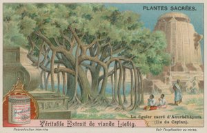 Jaya Sri Maha Bodhi, a Fig Tree Sacred to Buddhism in Sri Lanka by European School